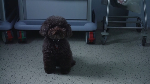 Un chien du type bichon frisé de couleur brune. 