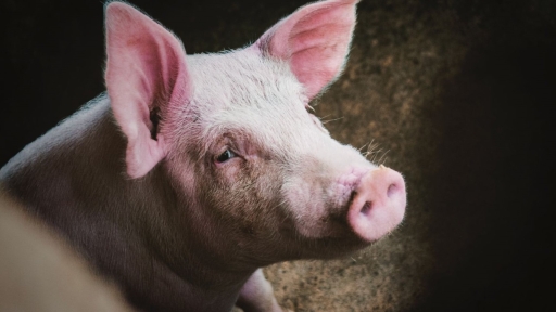 photo d'un cochon qui nous regarde l'air triste