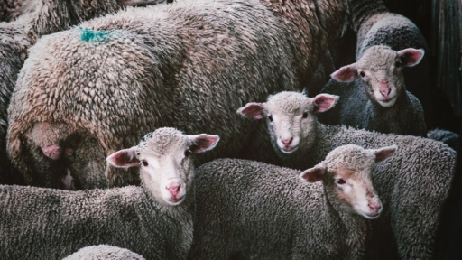 Photo de nombreux moutons serrés dans un élevage, tous nous regardent