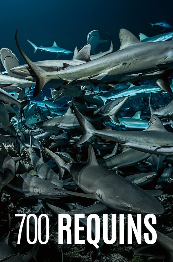 700 requins Poster - 700 requins