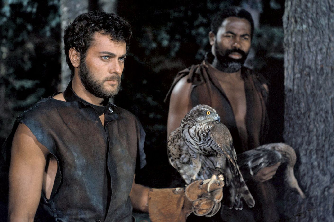 Zur ARTE-Sendung Schwerpunkt: Festtagsprogramm Kirk Douglas Die Wikinger 1868190: Sein Falke dient Eric (Tony Curtis, li.) nicht nur beim Jagen mit seinem Freund Sandpfeifer (Edric Connor, re.), sondern auch zur Verteidigung. © Metro-Goldwyn-Mayer Studios Inc. Foto: ZDF Honorarfreie Verwendung nur im Zusammenhang mit genannter Sendung und bei folgender Nennung "Bild: Sendeanstalt/Copyright". Andere Verwendungen nur nach vorheriger Absprache: ARTE-Bildredaktion, Silke Wölk Tel.: +33 3 881 422 25, E-Mail: bildredaktion@arte.tv